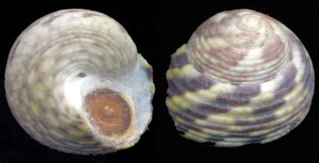 Gibbula pennanti